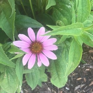 Meet your Posher, Gail